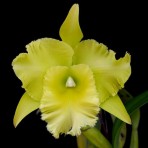Rhyncholaeliocattleya Ports of Paradise Flowering Size